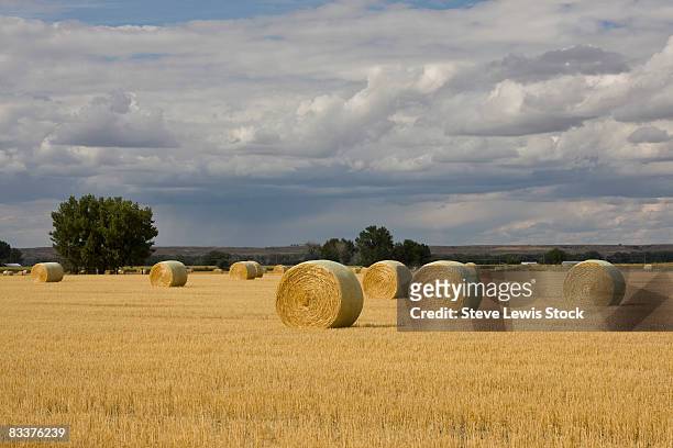 harvested wheat - lewis hay stock pictures, royalty-free photos & images