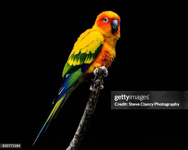 sun conure - sun conure stock pictures, royalty-free photos & images