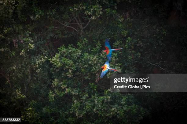 grün-winged aras (ara chloropterus) - pantanal stock-fotos und bilder