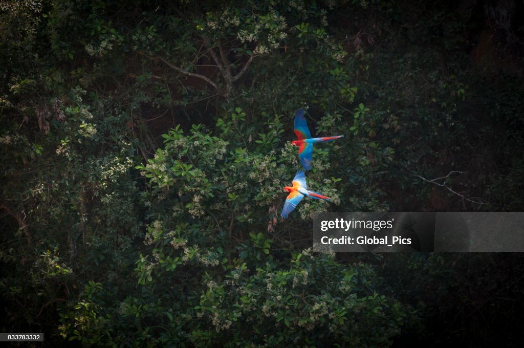 Guacamayo rojo (Ara chloropterus)