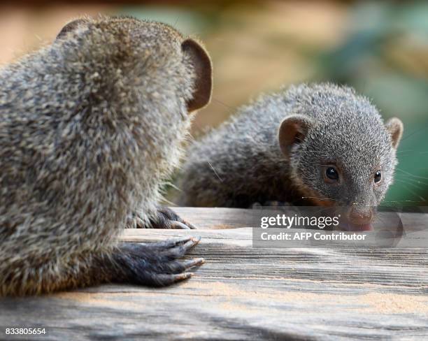 Picture taken on August 17, 2017 shows a banded mongoose cub at the zoological park of the eastern French city of Amneville, eastern France. / AFP...