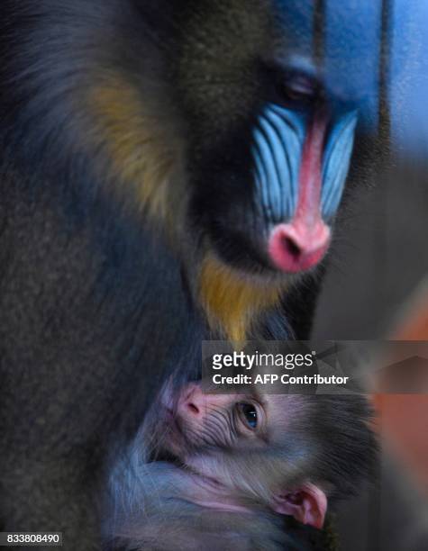 Mandrill holds her newborn baby on August 17, 2017 at the zoological park in Amneville, eastern France. / AFP PHOTO / JEAN-CHRISTOPHE VERHAEGEN