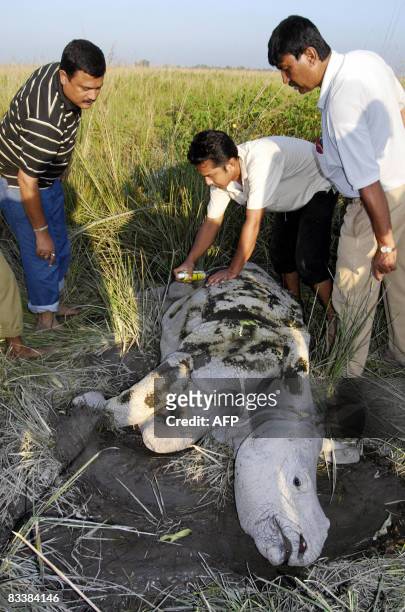 Veterinary doctors and forestry officials give treatment to an injured one year-old Indian rhino calf at the Pobitora Wildlife Sanctuary, some 45 kms...