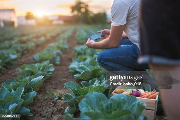 agriculteur dans un jardin de chou - agriculture innovation photos et images de collection