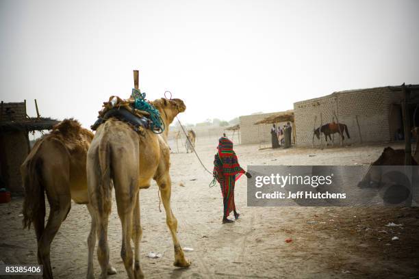 Woman pulls a team of camels across the central African desert on July 10, 2007 around Lake Chad, Chad.