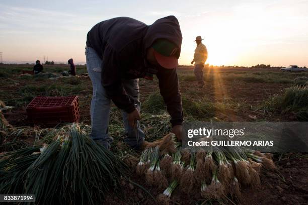 Day laborers harvest chives at a field in the Mexicali Valley, Baja California state, Mexico alongside the Mexico-US border, on August 10, 2017. The...