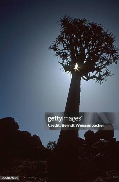 low angle view of tree silhouetted at aloe dichotoma silhouetted at dusk. augrabies falls, northern cape province, south africa.  - quiver tree stock pictures, royalty-free photos & images