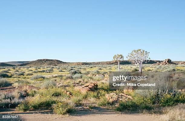 high angle view of quiver tree (aloe dichotoma) in bushveld. namibia. - bosveld van zuidelijk afrika stockfoto's en -beelden