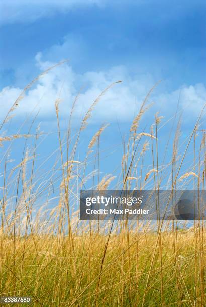 bushveld grass against a post storm sky, moremi wildlife reserve, botswana - bosveld van zuidelijk afrika stockfoto's en -beelden