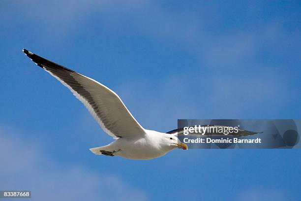 black-backed gull (larus marinus) soaring in the sky, sea point, cape town, western cape province, south africa - kelp gull stock pictures, royalty-free photos & images