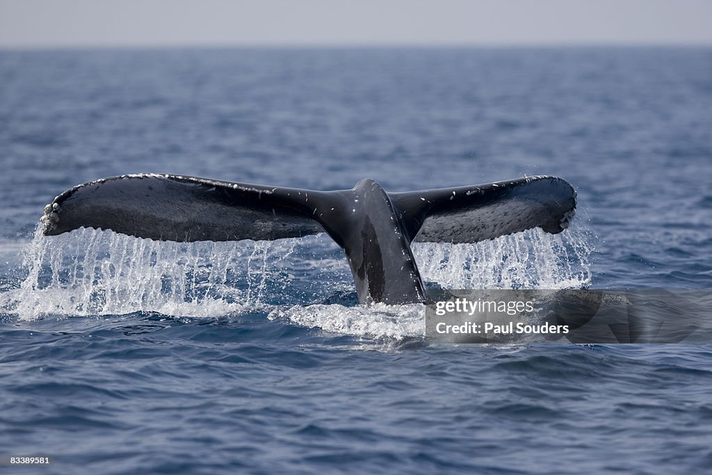 Humpback Whale Diving, Hawaii