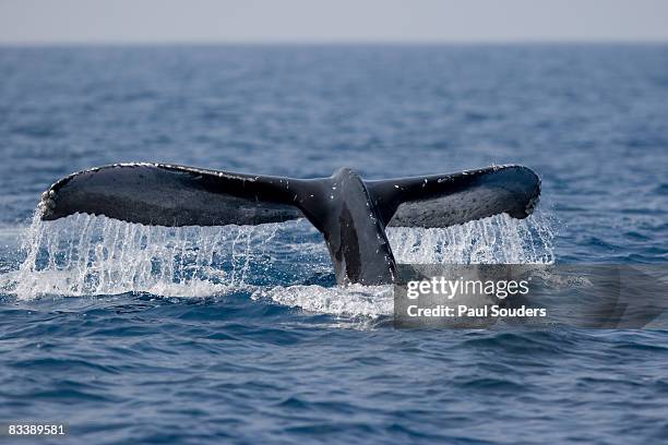 humpback whale diving, hawaii - fluking stock pictures, royalty-free photos & images