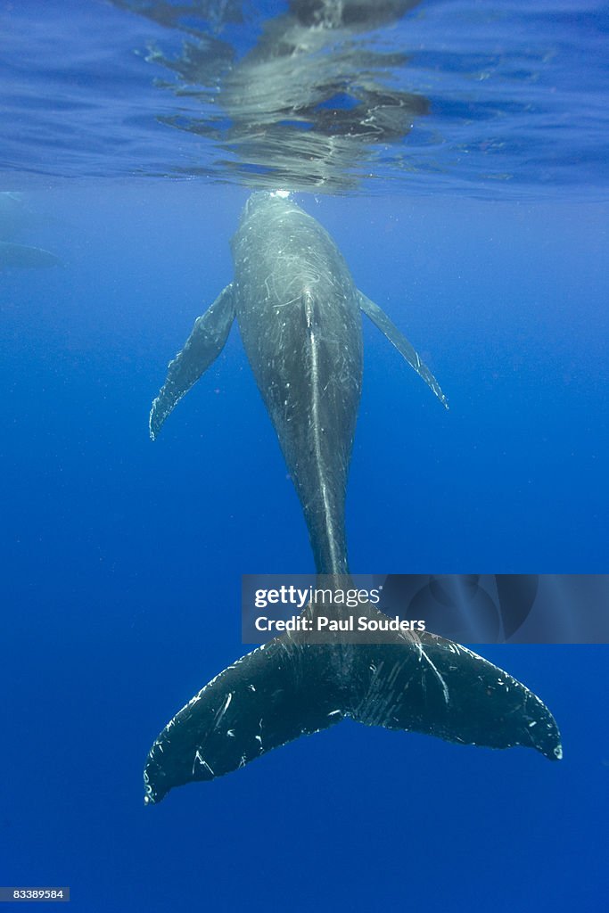 Underwater Humpback Whale, Hawaii