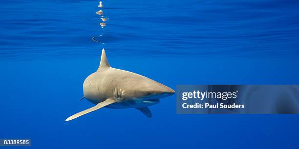oceanic whitetip shark, hawaii - oceanic white tip shark stock pictures, royalty-free photos & images