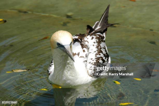 Juvenile Australasian gannet swims in the back bird pool at Marineland of New Zealand, Napier, December 02, 2005.