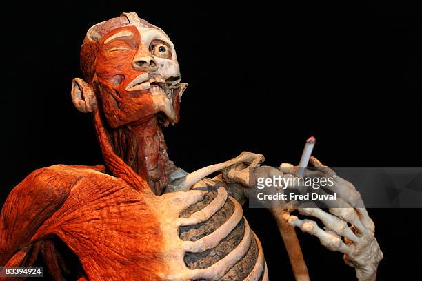 Exhibit at the Body Worlds & The Mirror of Time exhibition at the 02 on October 24, 2008 in London, England.
