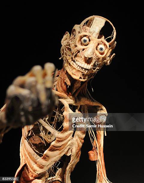 An exhibit is displayed at Gunther von Hagens' 'Body Worlds And The Mirror Of Time' exhibition at the O2 bubble on October 23, 2008 in London,...