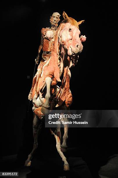 Man on horseback displayed at Gunther von Hagens' 'Body Worlds And The Mirror Of Time' exhibition at the O2 bubble on October 23, 2008 in London,...