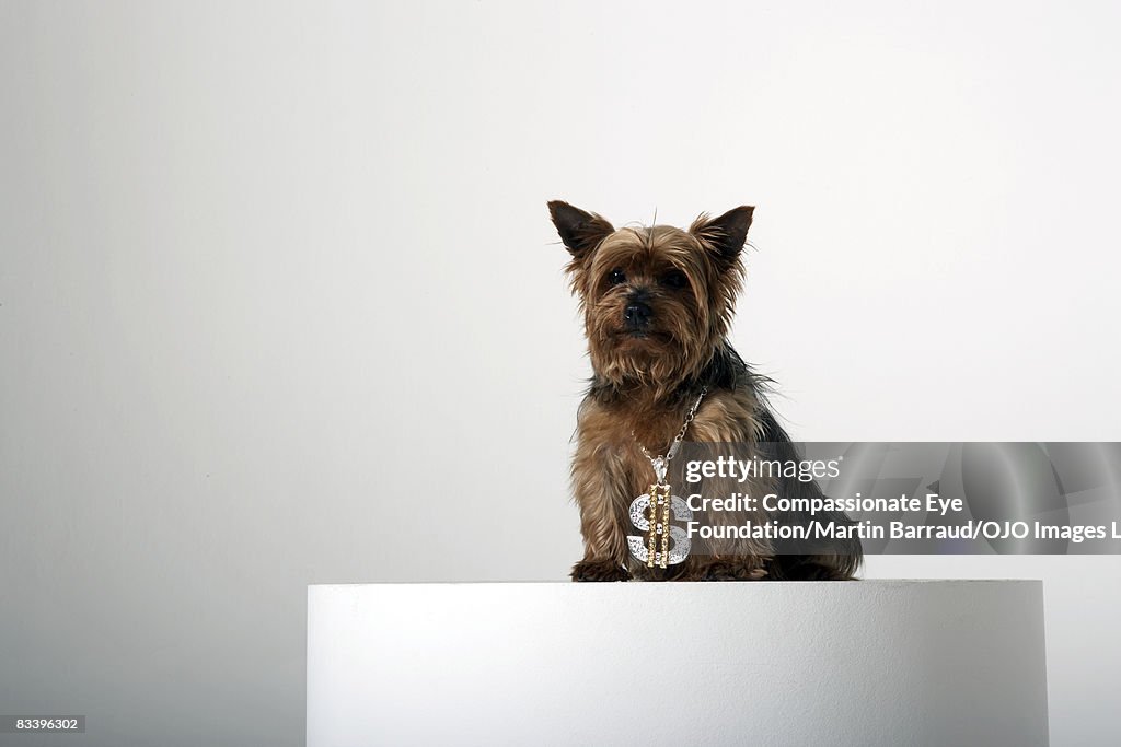 Dog wearing a fancy dollar sign necklace