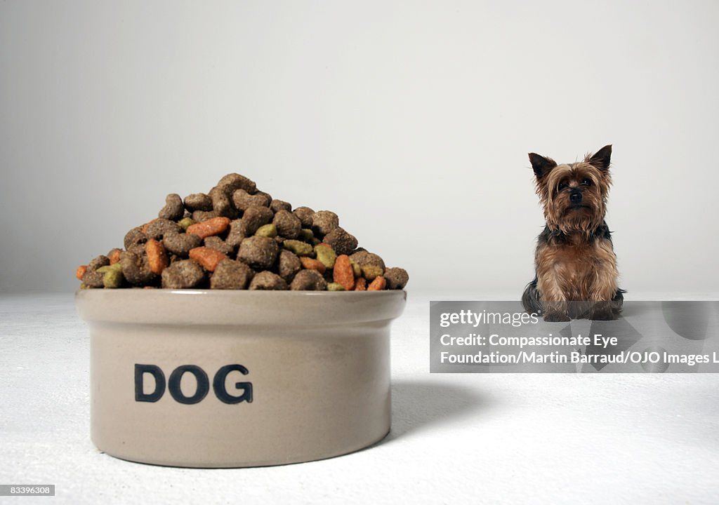 Dog looking at his food bowl