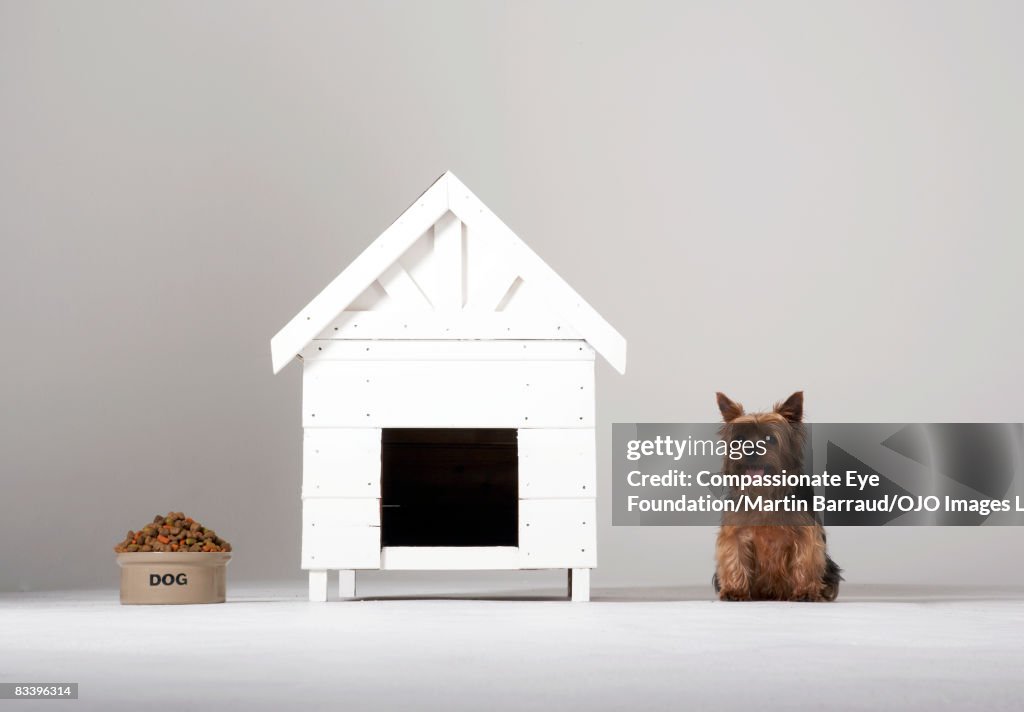 Presentation of dog food, a dog house and a dog