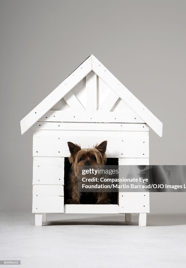 Dog peeking his head out of the dog house