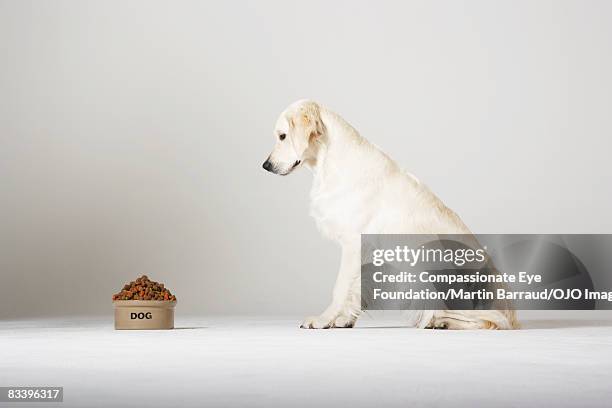 labrador looking at his food bowl - labrador white background stock-fotos und bilder