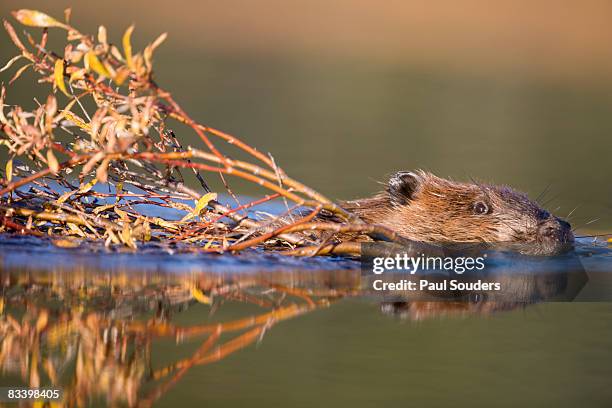 beaver, denali national park, alaska - beaver bildbanksfoton och bilder