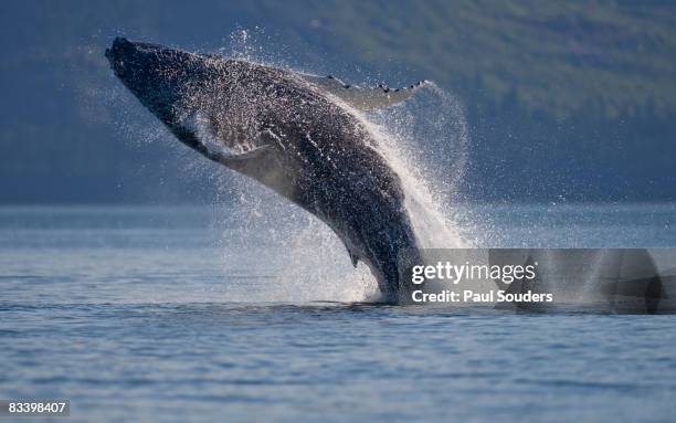 breaching humpback whale, alaska - salto de baleia imagens e fotografias de stock