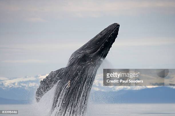 breaching humpback whale, alaska - animals breaching stockfoto's en -beelden