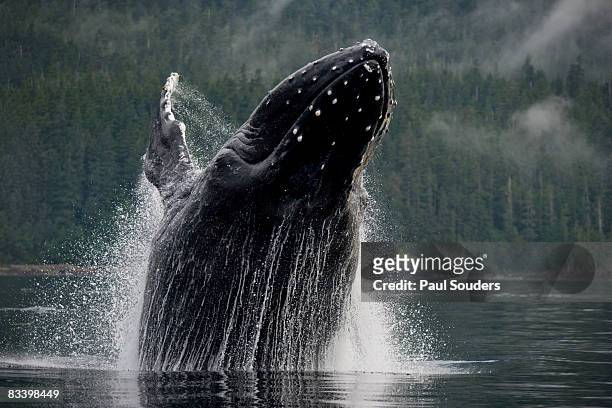 breaching humpback whale, alaska - whale breaching stock pictures, royalty-free photos & images