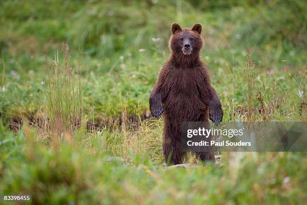 brown bear in coastal meadow, pybus bay, alaska - tongass nationalforst stock-fotos und bilder