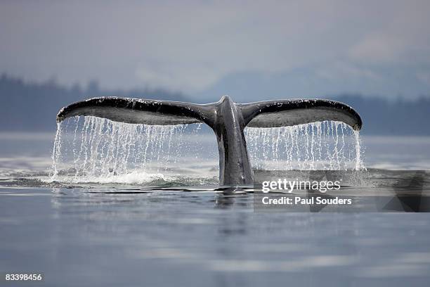 diving humpback whale, alaska - tail fin stock-fotos und bilder