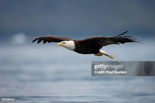 bald eagle in flight, alaska - ave de rapiña fotografías e imágenes de stock