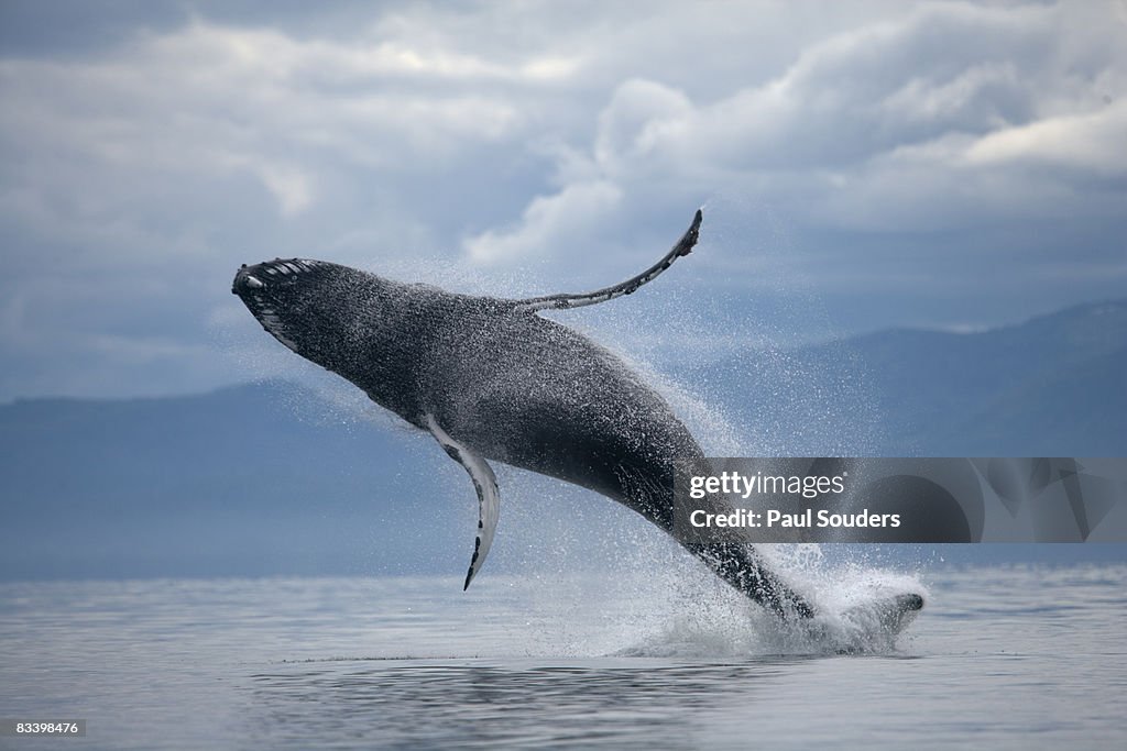 Breaching Humpback Whale, Alaska