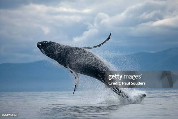 breaching humpback whale, alaska - walvis stockfoto's en -beelden