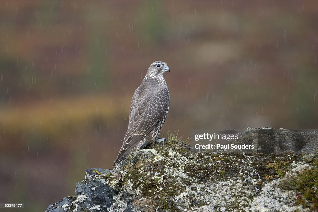 Gyrfalcon, Denali National Park, Alaska