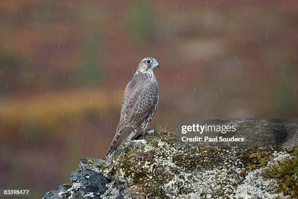 gyrfalcon, denali national park, alaska - gyrfalcon bildbanksfoton och bilder