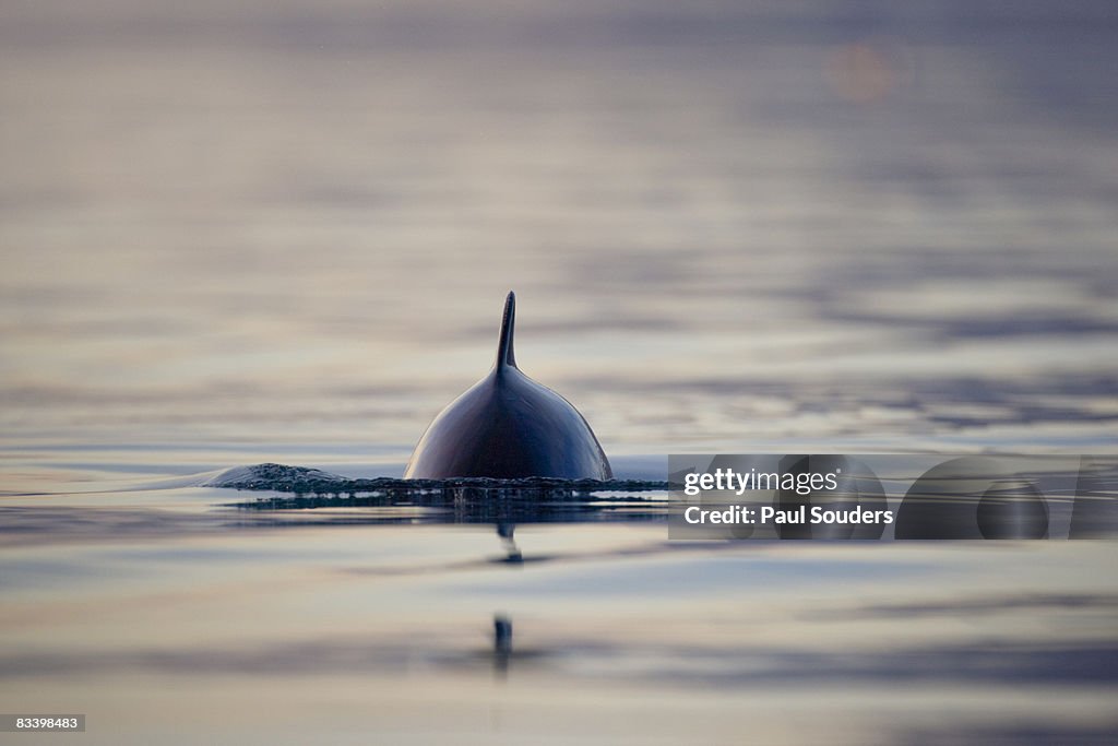 Dall's Porpoise, Alaska