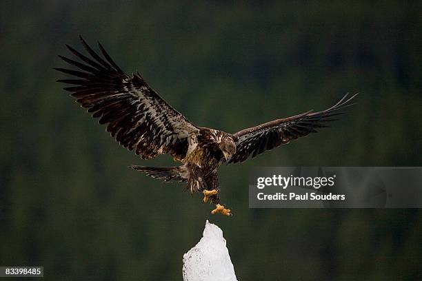 bald eagle landing on iceberg, alaska - holkham bay alaska stock pictures, royalty-free photos & images