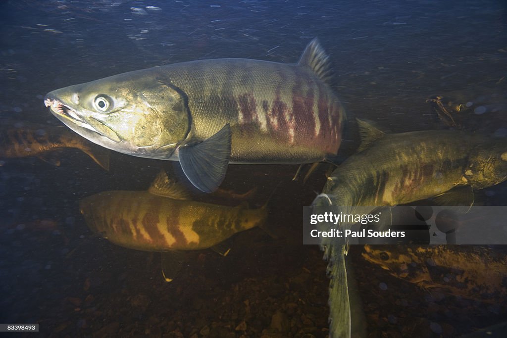 Spawning Chum Salmon, Alaska