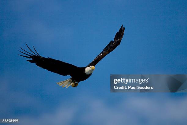 bald eagle in flight, alaska - holkham bay alaska stock pictures, royalty-free photos & images