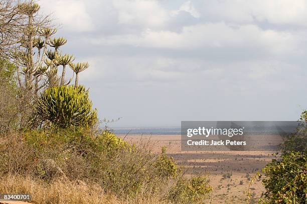 lebombo knobthorn-marula bushveld eco-system. kruger national park, mpumalanga province, south africa - bosveld van zuidelijk afrika stockfoto's en -beelden