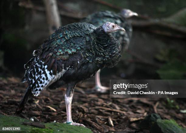 An ocellated turkey at Edinburgh Zoo, which is providing a safe haven for four of the birds who recently joined its animal collection.