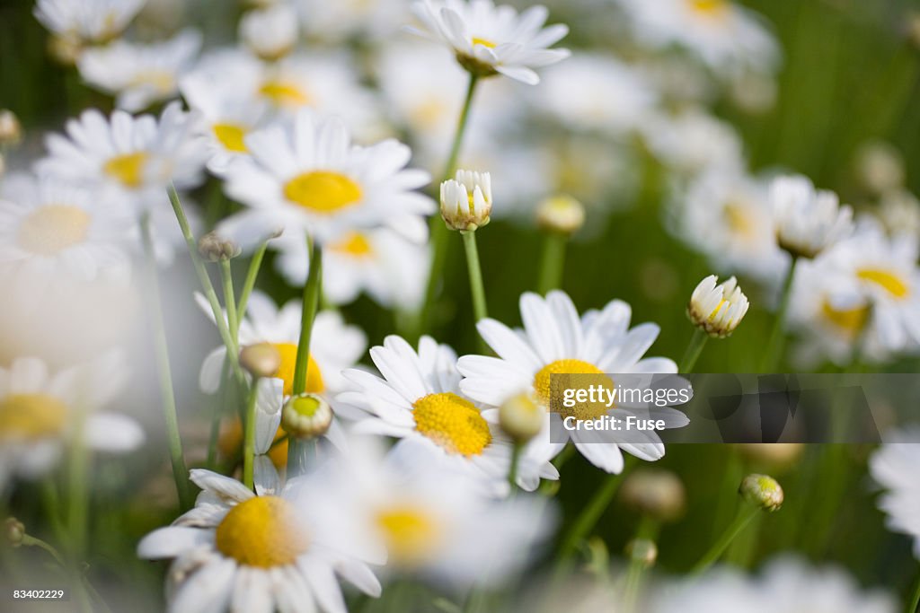 White Flowers