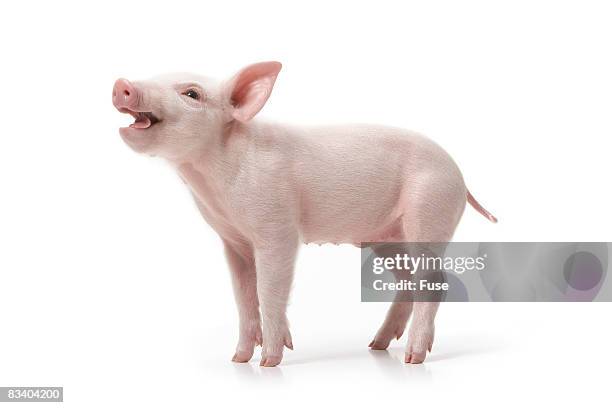 piglet - piglet stock pictures, royalty-free photos & images