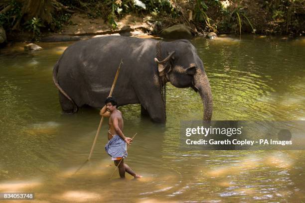 Elephant handlers wash down their elephants in Pinawella village near Kandy, Sri Lanka.