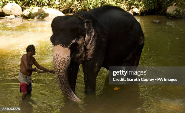 Elephant handlers wash down their elephants in Pinawella village near Kandy, Sri Lanka.