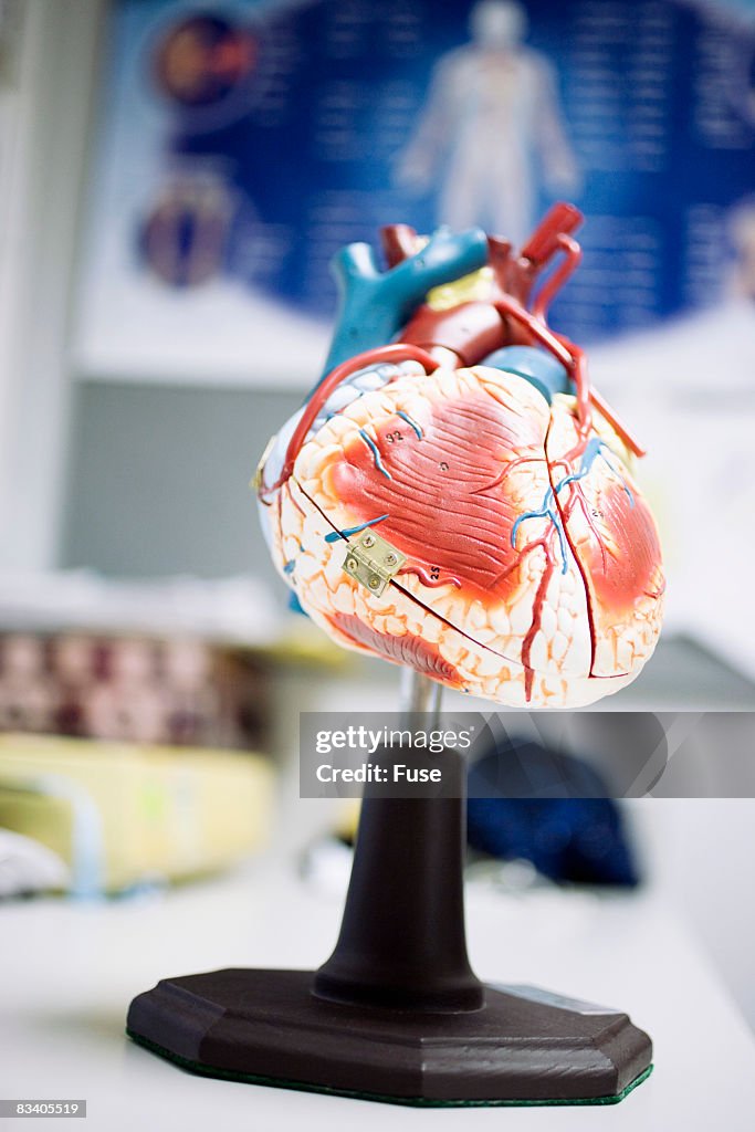 Anatomical Model of a Heart