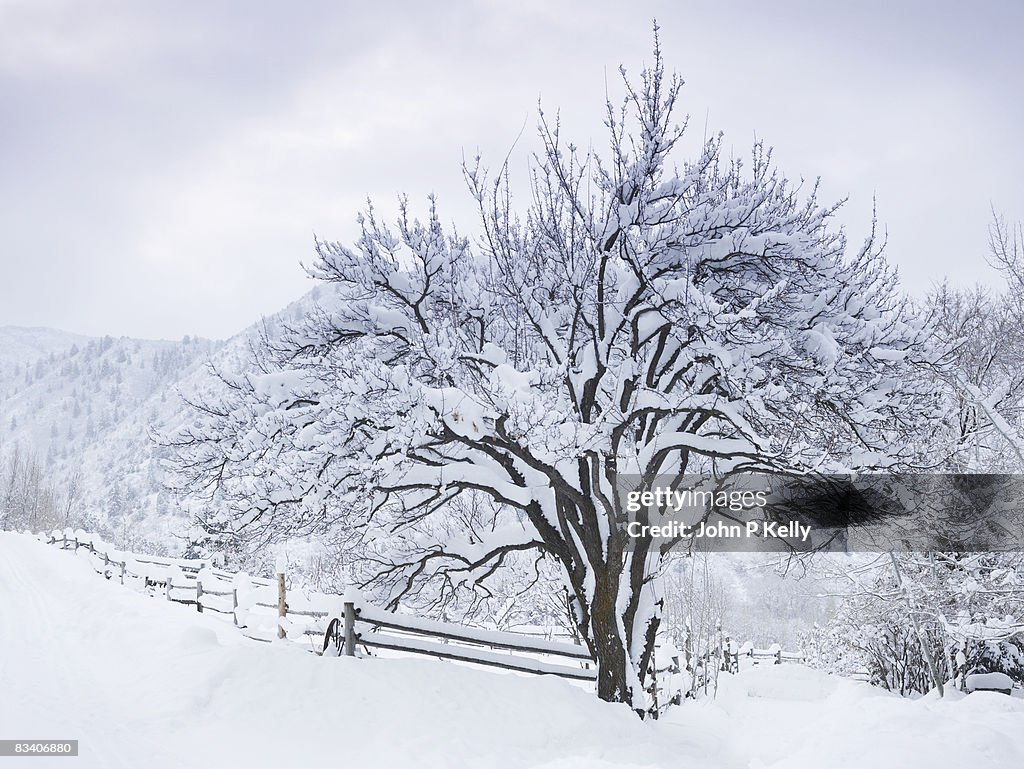 Snow-covered apricot tree (Prunus armeniaca) 